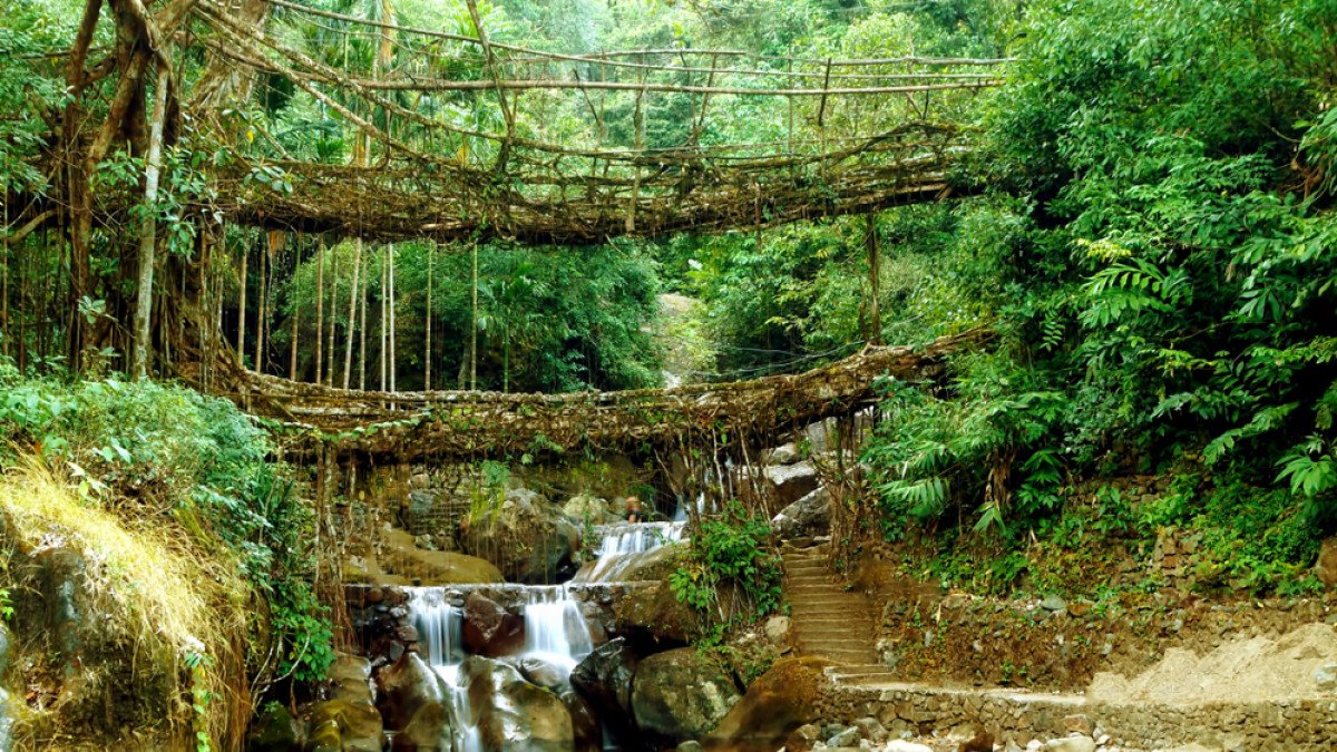 The Ever Growing Living Root Bridges, Meghalaya – A Nature’s Marvel In The Northeast